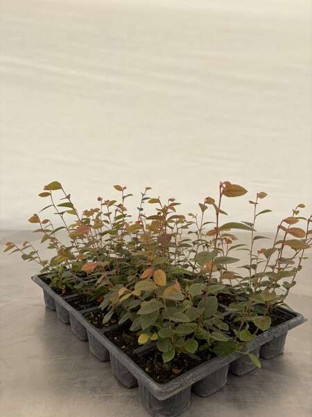 Loropetalum